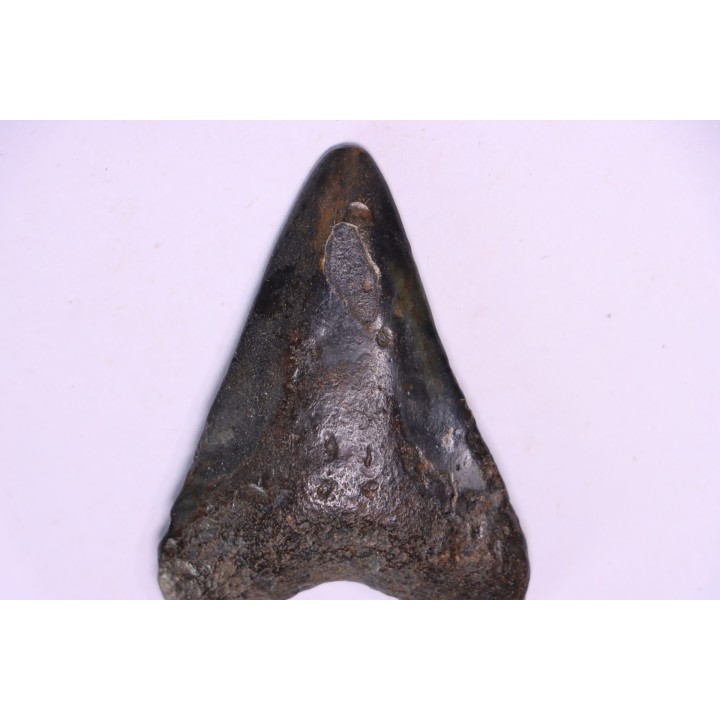 shark teeth: Carcharodon megalodon - Miocene (USA)