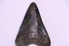 shark teeth: Carcharodon megalodon - Miocene (USA)