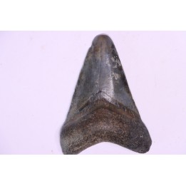 Dent de requin: Carcharodon megalodon, Miocène (USA)