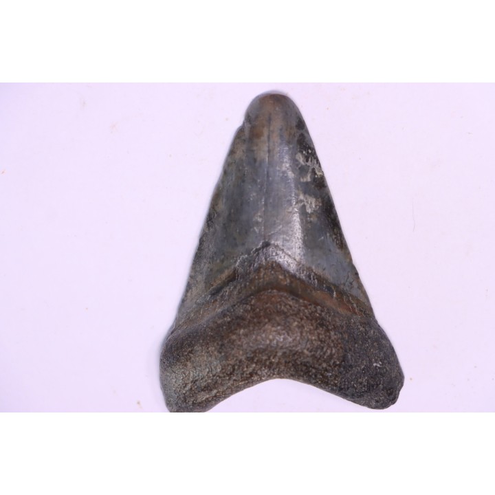 shark teeth: Carcharodon megalodon - Miocene (USA)