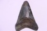 shark teeth: Carcharodon megalodon - Miocene (USA)