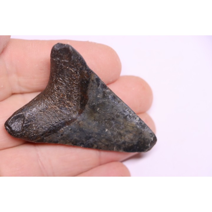 Dent de requin: Carcharodon megalodon, Miocène (USA)