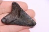 shark teeth: Carcharodon megalodon - Miocene (USA)