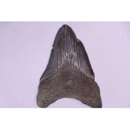 shark teeth: Carcharodon megalodon - Miocene (USA)