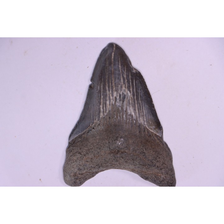 shark teeth: Carcharodon megalodon - Miocene (USA)