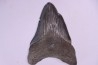 shark teeth: Carcharodon megalodon - Miocene (USA)