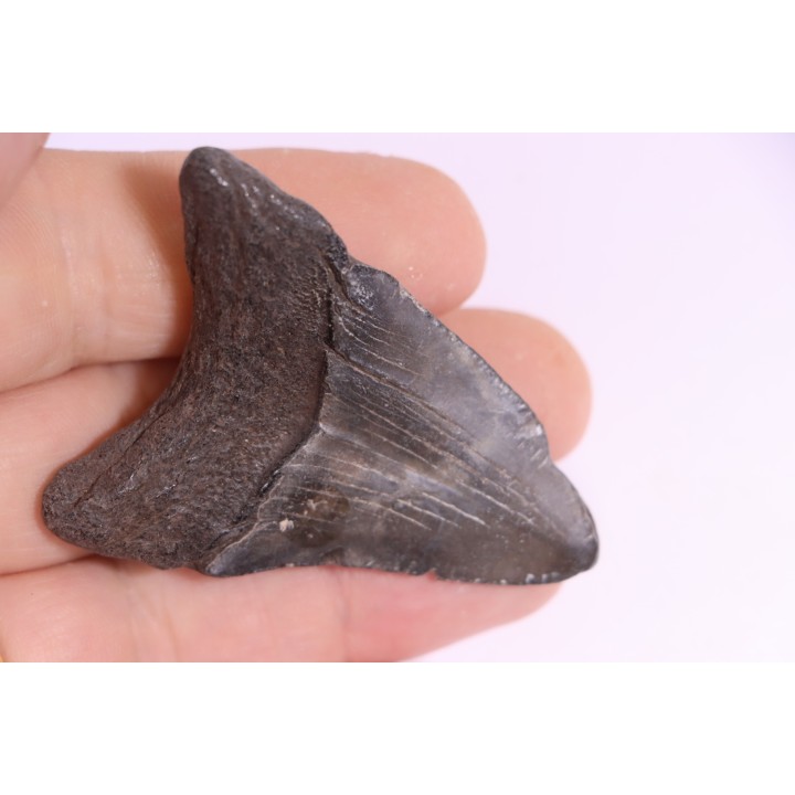 shark teeth: Carcharodon megalodon - Miocene (USA)