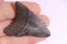 Dent de requin: Carcharodon megalodon, Miocène (USA)
