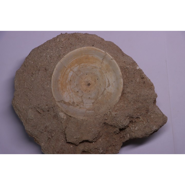 vertèbre de requin: OTODUS OBLIQUUS - Ypresien - Oued Zem, Maroc