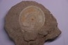 vertèbre de requin: OTODUS OBLIQUUS - Ypresien - Oued Zem, Maroc