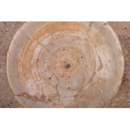 shark vertebrae: OTODUS OBLIQUUS - Ypresian - Oued Zem, Morocco