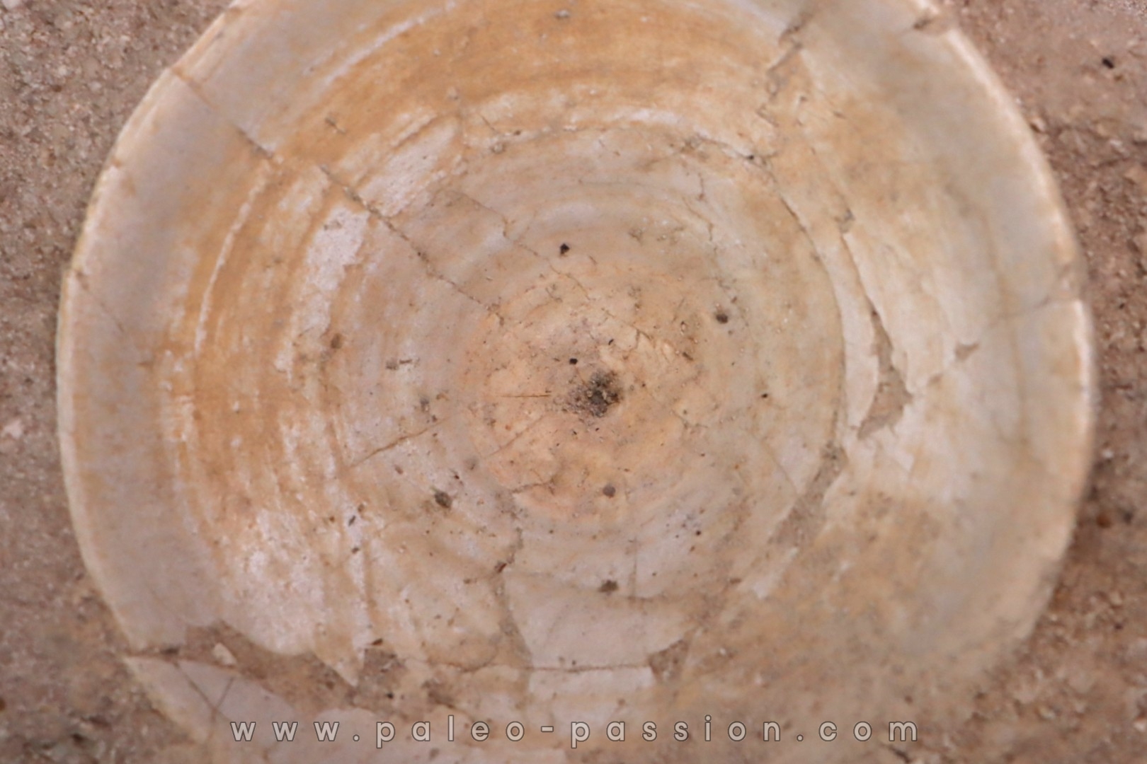 shark vertebrae: OTODUS OBLIQUUS - Ypresian - Oued Zem, Morocco