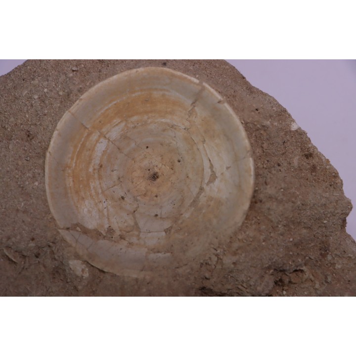 shark vertebrae: OTODUS OBLIQUUS - Ypresian - Oued Zem, Morocco