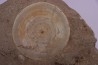 shark vertebrae: OTODUS OBLIQUUS - Ypresian - Oued Zem, Morocco