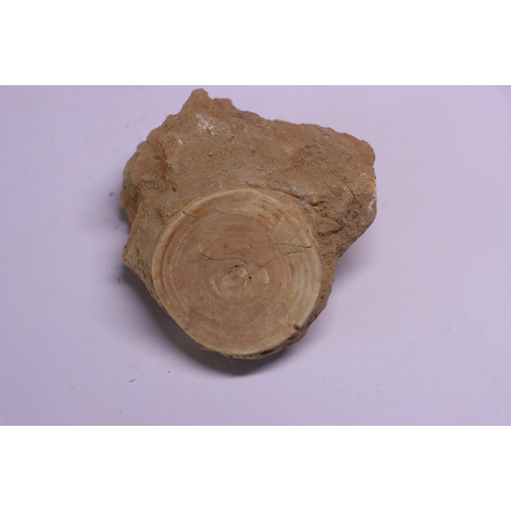 vertèbre de requin: OTODUS OBLIQUUS - Ypresien - Oued Zem, Maroc