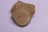 vertèbre de requin: OTODUS OBLIQUUS - Ypresien - Oued Zem, Maroc