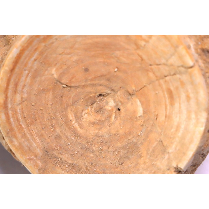 vertèbre de requin: OTODUS OBLIQUUS - Ypresien - Oued Zem, Maroc
