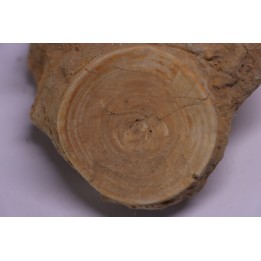 shark vertebrae: OTODUS OBLIQUUS - Ypresian - Oued Zem, Morocco