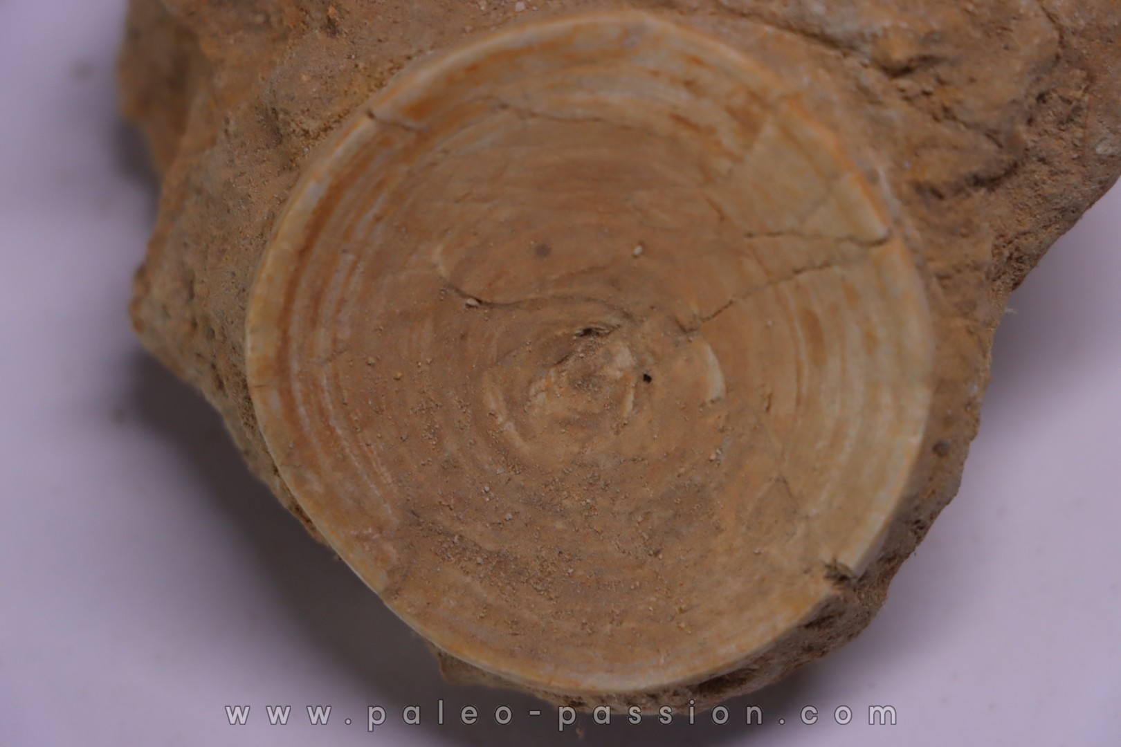 shark vertebrae: OTODUS OBLIQUUS - Ypresian - Oued Zem, Morocco