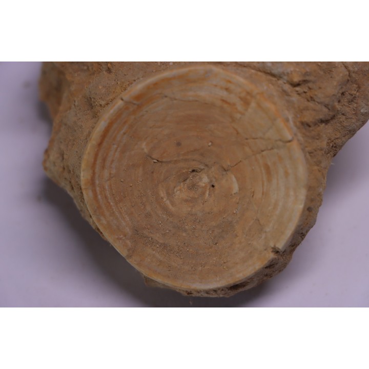 vertèbre de requin: OTODUS OBLIQUUS - Ypresien - Oued Zem, Maroc