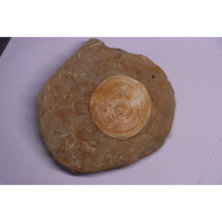 shark vertebrae: OTODUS OBLIQUUS - Ypresian - Oued Zem, Morocco