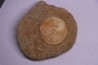 vertèbre de requin: OTODUS OBLIQUUS - Ypresien - Oued Zem, Maroc