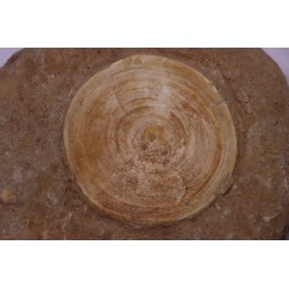 vertèbre de requin: OTODUS OBLIQUUS - Ypresien - Oued Zem, Maroc