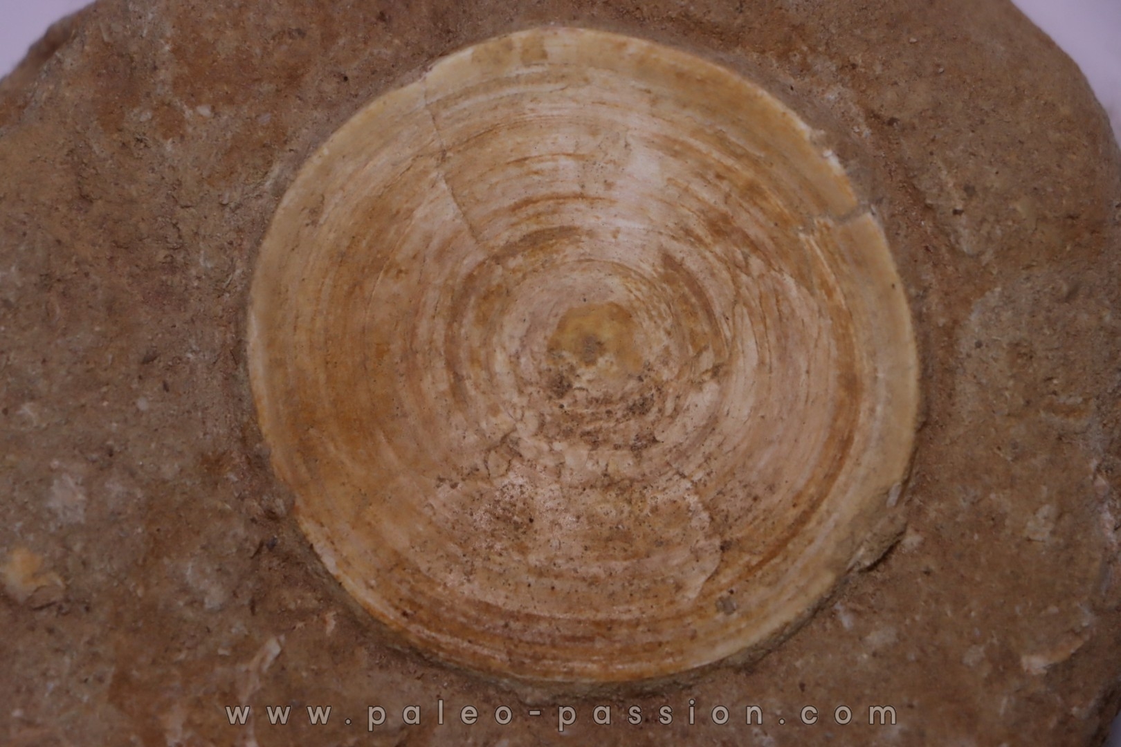 shark vertebrae: OTODUS OBLIQUUS - Ypresian - Oued Zem, Morocco