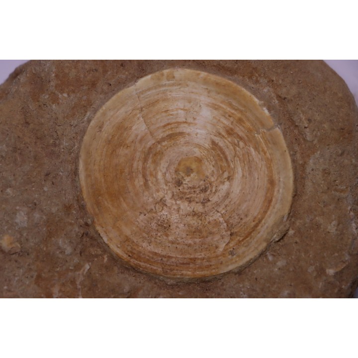vertèbre de requin: OTODUS OBLIQUUS - Ypresien - Oued Zem, Maroc