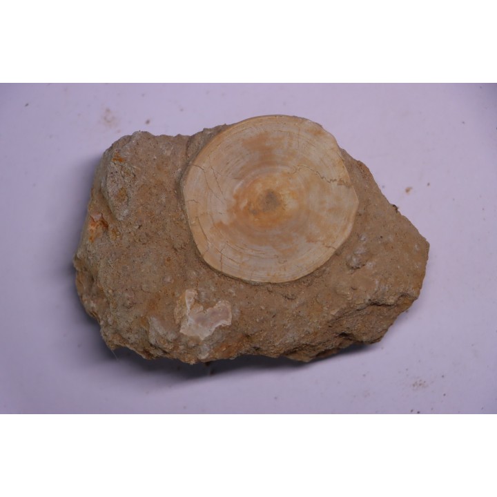 vertèbre de requin: OTODUS OBLIQUUS - Ypresien - Oued Zem, Maroc