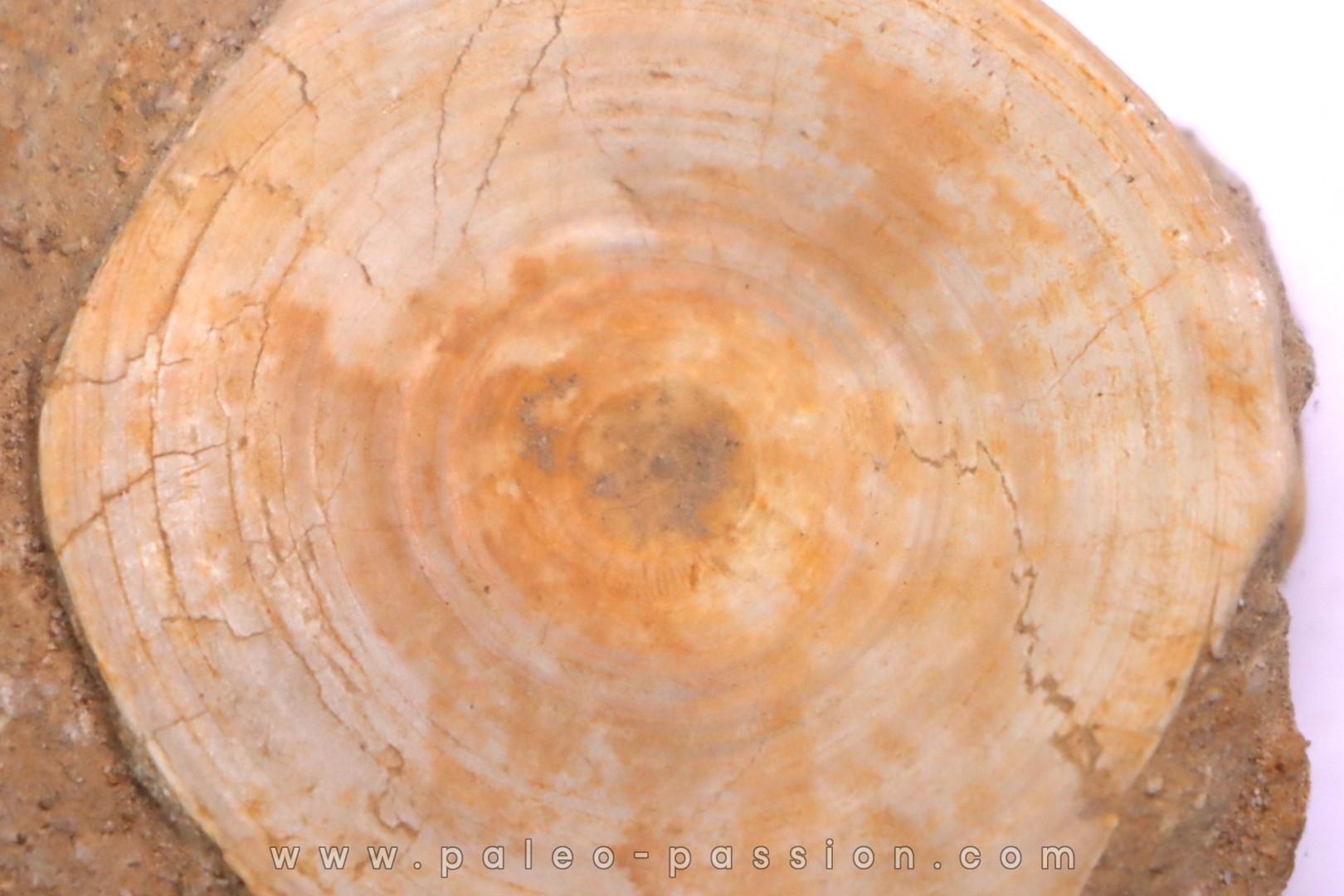 shark vertebrae: OTODUS OBLIQUUS - Ypresian - Oued Zem, Morocco