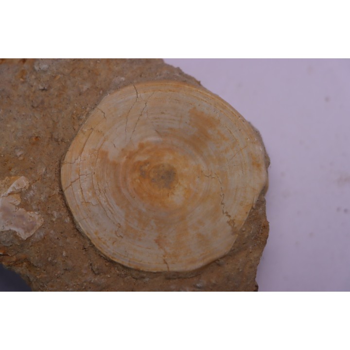 shark vertebrae: OTODUS OBLIQUUS - Ypresian - Oued Zem, Morocco