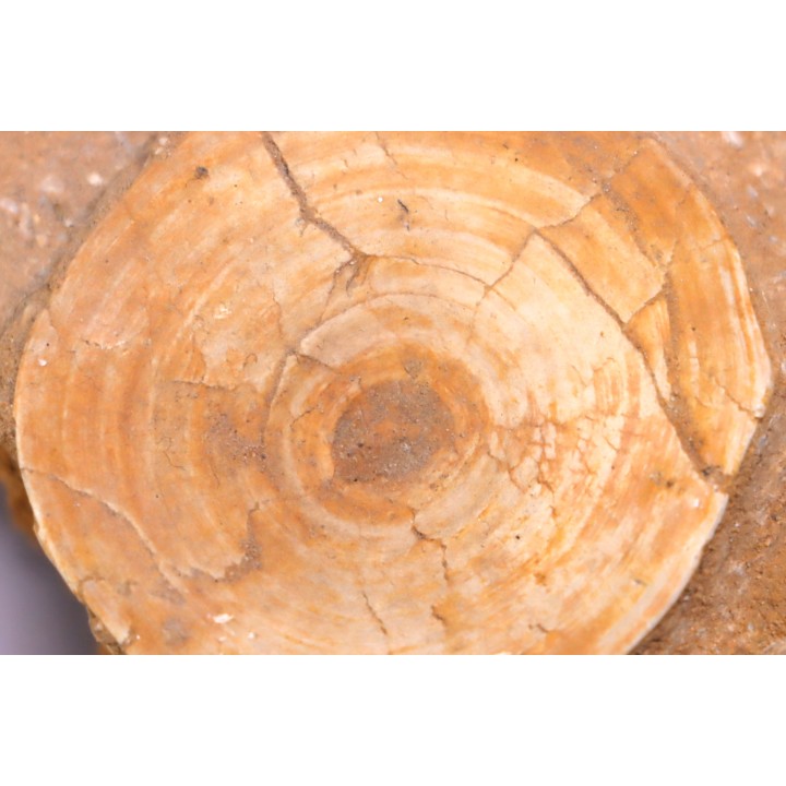 vertèbre de requin: OTODUS OBLIQUUS - Ypresien - Oued Zem, Maroc