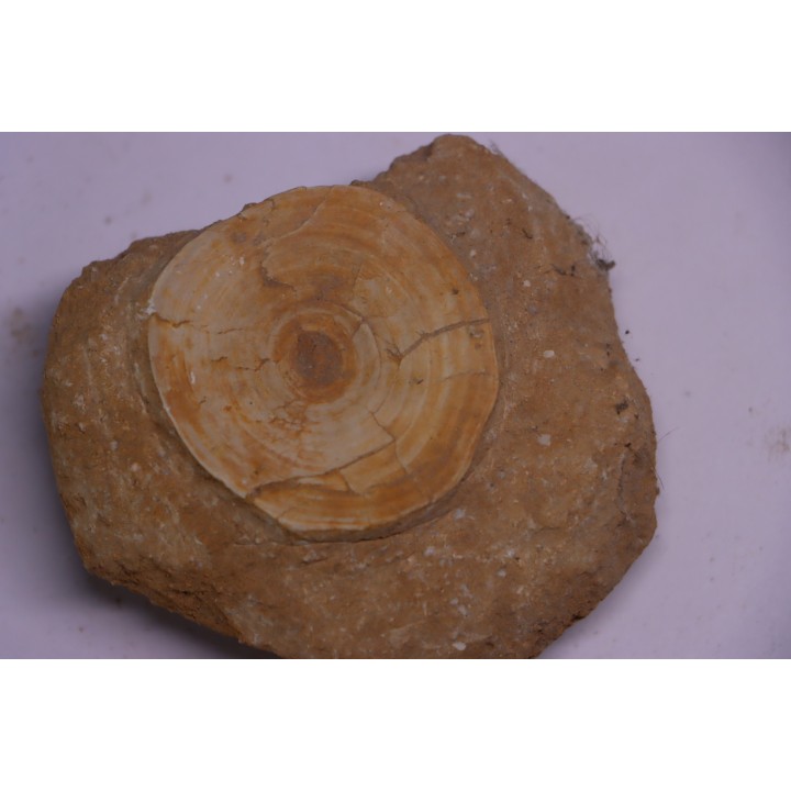 vertèbre de requin: OTODUS OBLIQUUS - Ypresien - Oued Zem, Maroc
