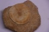shark vertebrae: OTODUS OBLIQUUS - Ypresian - Oued Zem, Morocco
