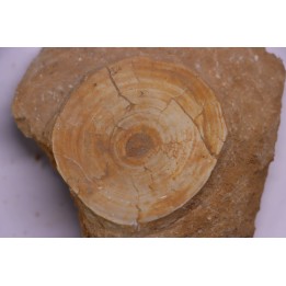 vertèbre de requin: OTODUS OBLIQUUS - Ypresien - Oued Zem, Maroc