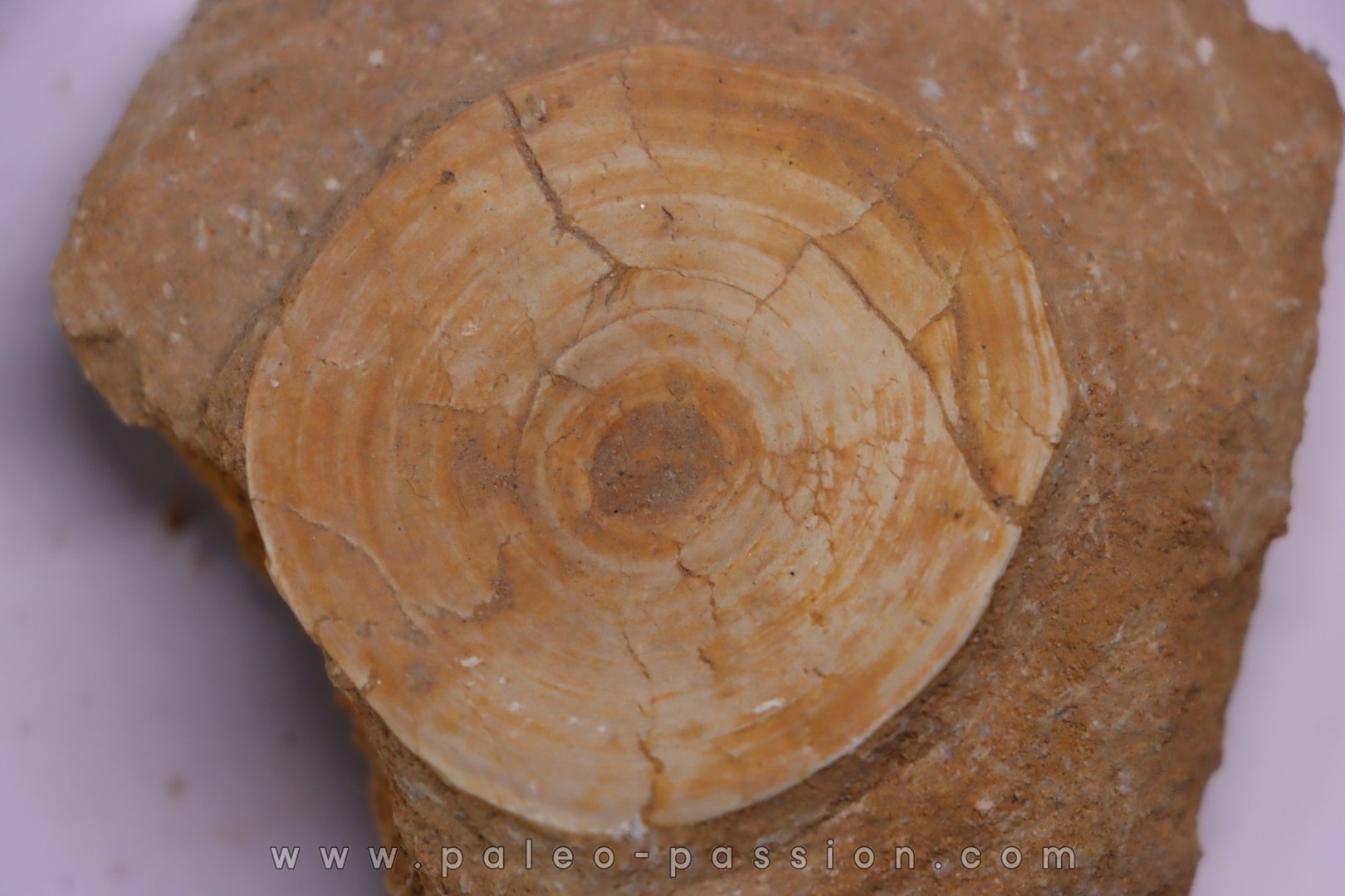 shark vertebrae: OTODUS OBLIQUUS - Ypresian - Oued Zem, Morocco