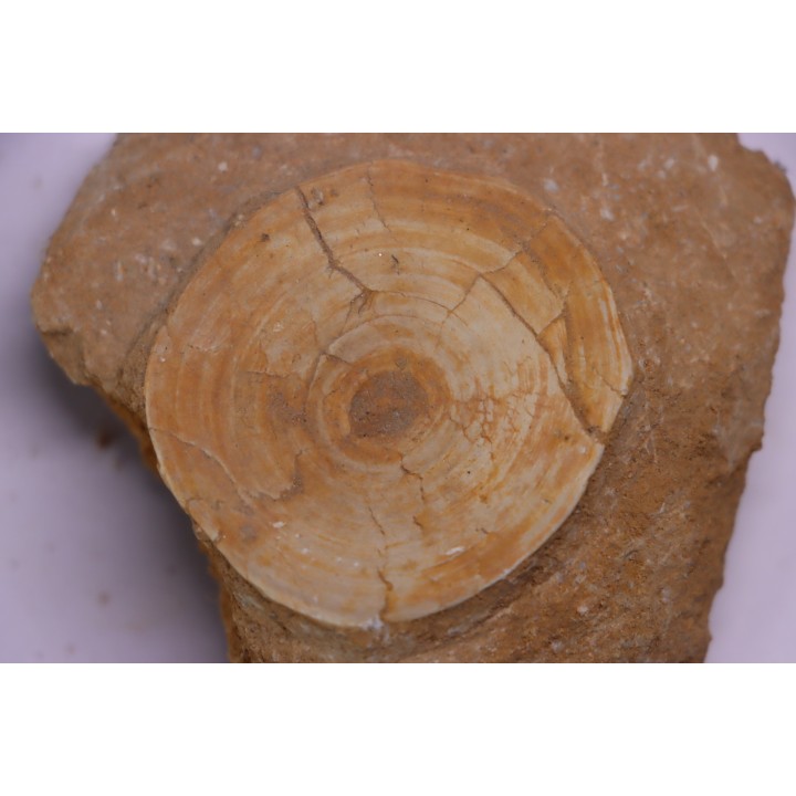 shark vertebrae: OTODUS OBLIQUUS - Ypresian - Oued Zem, Morocco