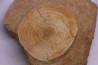shark vertebrae: OTODUS OBLIQUUS - Ypresian - Oued Zem, Morocco