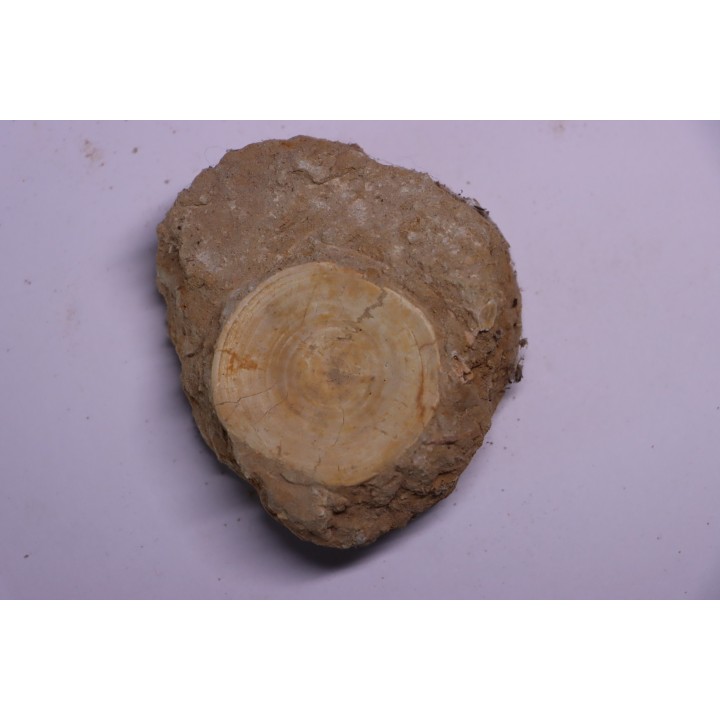vertèbre de requin: OTODUS OBLIQUUS - Ypresien - Oued Zem, Maroc