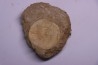 vertèbre de requin: OTODUS OBLIQUUS - Ypresien - Oued Zem, Maroc