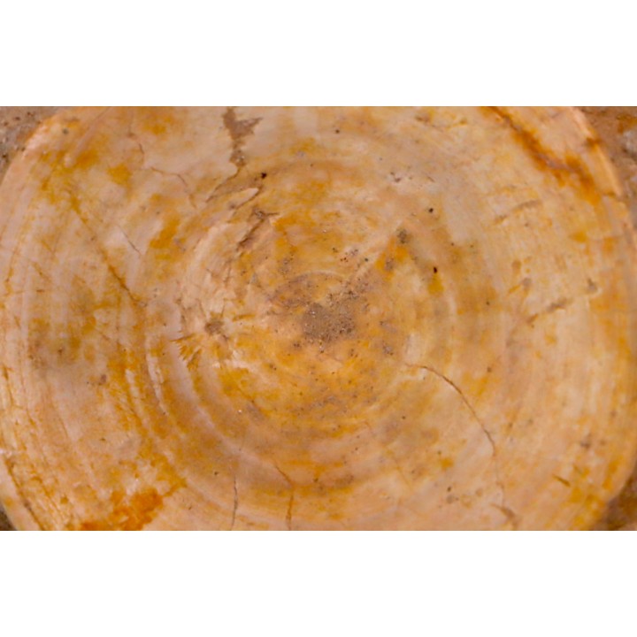 shark vertebrae: OTODUS OBLIQUUS - Ypresian - Oued Zem, Morocco