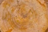 shark vertebrae: OTODUS OBLIQUUS - Ypresian - Oued Zem, Morocco