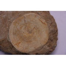 shark vertebrae: OTODUS OBLIQUUS - Ypresian - Oued Zem, Morocco