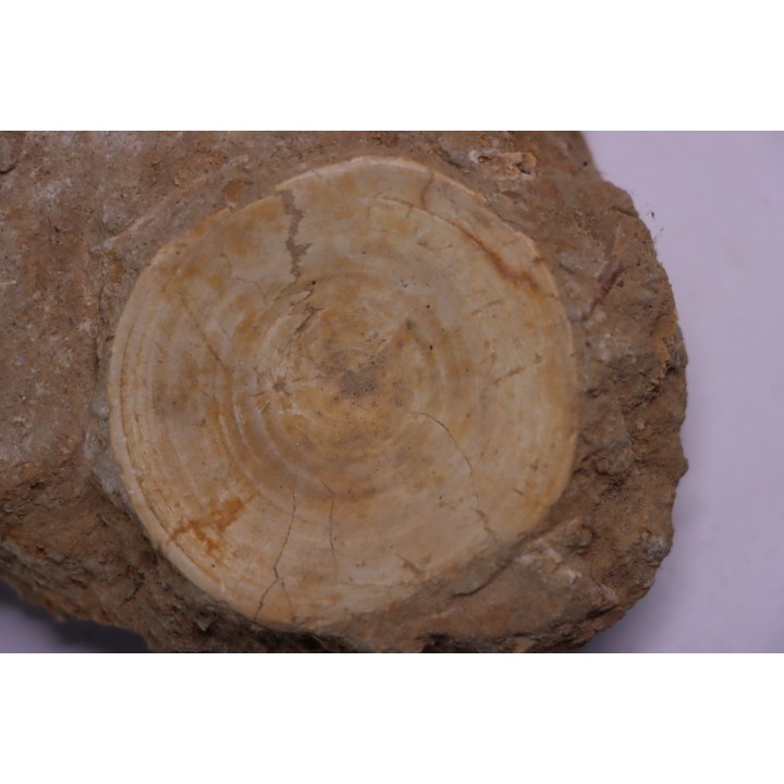 vertèbre de requin: OTODUS OBLIQUUS - Ypresien - Oued Zem, Maroc