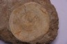 shark vertebrae: OTODUS OBLIQUUS - Ypresian - Oued Zem, Morocco