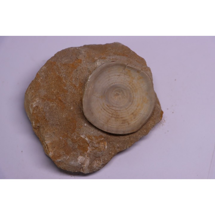 vertèbre de requin: OTODUS OBLIQUUS - Ypresien - Oued Zem, Maroc