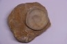 vertèbre de requin: OTODUS OBLIQUUS - Ypresien - Oued Zem, Maroc