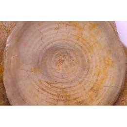 vertèbre de requin: OTODUS OBLIQUUS - Ypresien - Oued Zem, Maroc