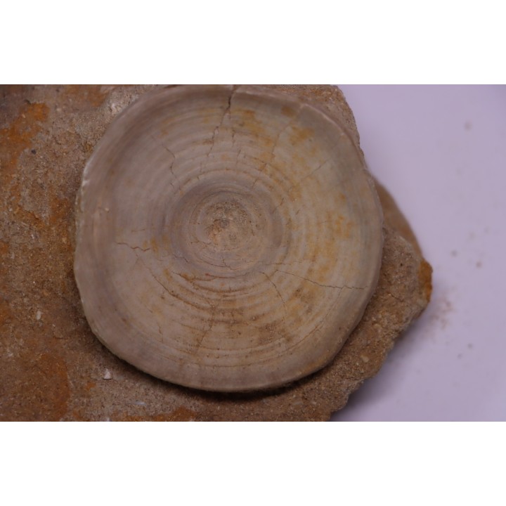 vertèbre de requin: OTODUS OBLIQUUS - Ypresien - Oued Zem, Maroc